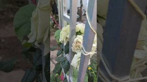 роза шогун держит цветы уже месяц