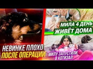 Мила 4 день дома. Новинке плохо после операции, везем в клинику. Пришла в котидоме, а тамв Конце...