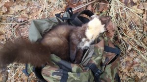 Охота! Проходной капкан КП-180. Попалась тёмная куница.