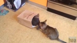 貓 Оказывается кошки тоже пьют кофе (cat tandem)