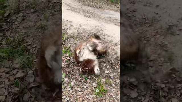 Собака-Какибара #гудлак #аусси #собака смотреть онлайн