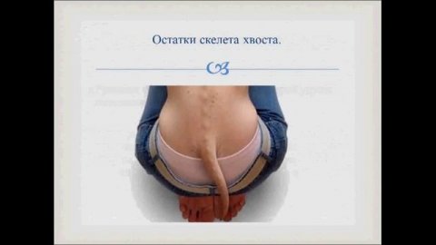 Происхождение человека. Урок биологии.