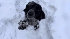 Русский охотничий спаниель. Russian spaniel