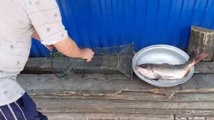Сазан на Кубарь, Вот это Улов 3кг 😳👍...