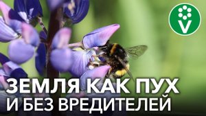 ЗАСЕЙТЕ ЭТИМИ СИДЕРАТАМИ ОГОРОД ПЕРЕД КАРТОШКОЙ, и вы забудете об опасных вредителях