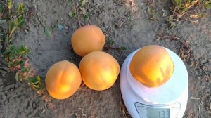 Абрикос Нельсон. Новинка!Apricot Nelson. Еталон смаку пізніх сортів! Перше плодоношення.