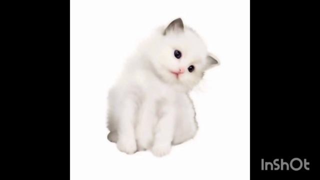 #котики