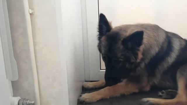 ????Парвовирусный интерит - восстановление. смотреть онлайн