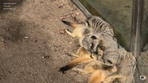 MELBOURNE ZOO MEERKATS (PANASONIC VXF1)