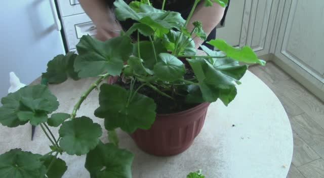 Февральская обрезка пеларгонии..mp4 смотреть онлайн