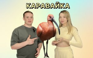 Животный мир. Каравайка.