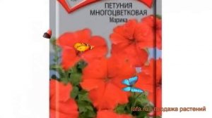 Петуния многоцветковая Марика F1 (marika f1) ? Марика F1 обзор: как сажать, семена петунии Марика F