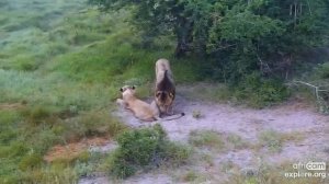 Amorous Lions at Tembe! Explore.org 20 January 2023