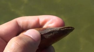 Мидия - чистящая беззубка в водоём! Перловица живой фильтр! Полезные обитали для дачных прудов!