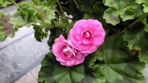 #414.Подробный обзор цветения  пеларгоний-новинок!