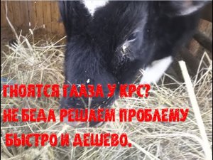 Гноятся глаза у КРС_ Не беда решаем проблему!