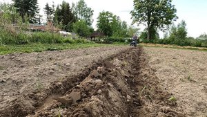 Первый раз в жизни окучиваю картошку оборотным окучником.