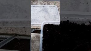 Заселение коконов Дендробены в субстрат (вариант)