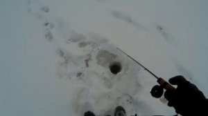 Ловля окуня на блесну зимой. Крупный окунь. Зимняя блесна для ловли окуня. Поиск окуня. 11.12.2016