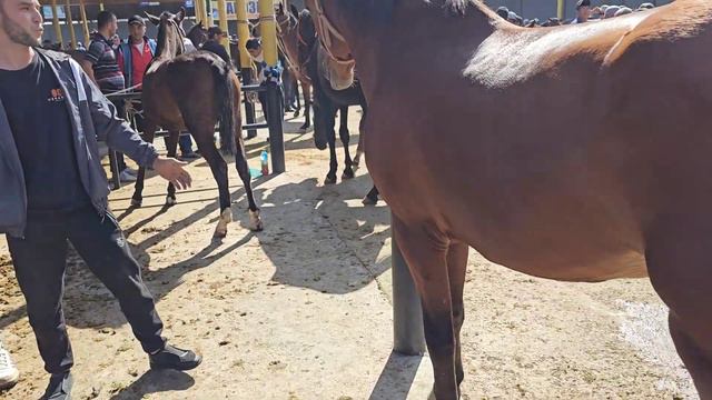 PLATINA OT BOZOR No1. OTLAR NARXLARI ZO‘R BO‘LDI! HORSE MARKET! ONLINE OT BAZAR! смотреть онлайн