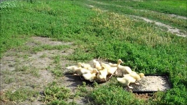 УТЯТКИ МУЛАТКИ смотреть онлайн