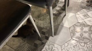 Котики...Куда ж без них?Бурма и Бенгал