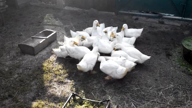 44 день. утки стар-53. кормление. смотреть онлайн