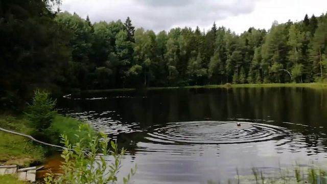 Наши места силы / август 2020г/ Озеро Глухое в Шапках/ Ленинградская область/ купаемся,заряжаемся.. смотреть онлайн