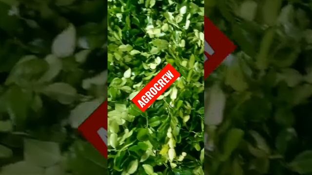 AgroCrew Supply Good Kaffir Lime ?  Leaves ..