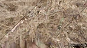 Ловля щеглов и реполовов. 11.04.2021 год.