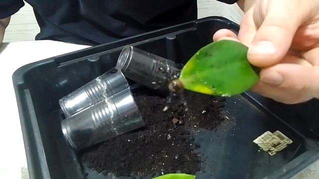 Замиокулькас из листа. ч 3. Прошло 2 месяца. смотреть онлайн