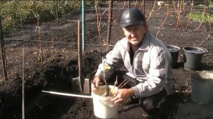 Сажаю сорта винограда: Дарья, Подарок Несветая, Памяти Учителя, Алвика