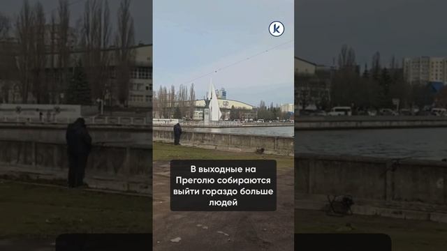 В центре Калининграда в Преголе появилась корюшка