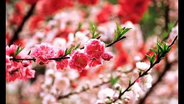 Жизнь прекрасна! смотреть онлайн