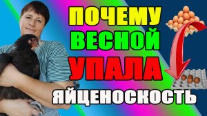 Почему весной УПАЛА яйценоскость у кур?