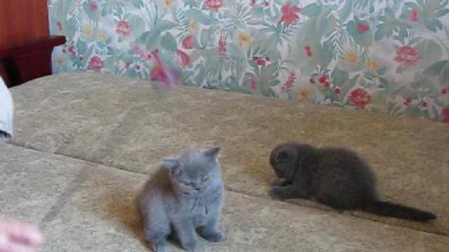 Котята Британские  Шотландские вислоухие