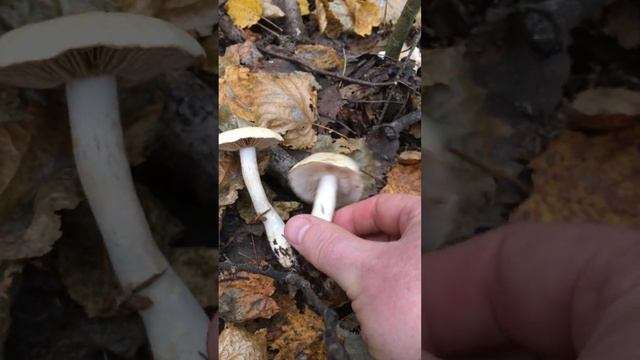 гигрофор желтовато-белый смотреть онлайн