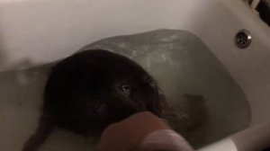 Домашняя нутрия купается в ванной!