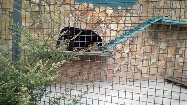 Парк "Тайган" #Парк #Тайган, Крым, г.Белогорск смотреть онлайн