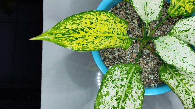 Super Cepat..!! Cara Merubah Warna Daun Aglonema Snow White | Ide Kreasi Tanaman Hias | Warna Daun смотреть онлайн