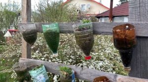 Клубника в пластиковых бутылках