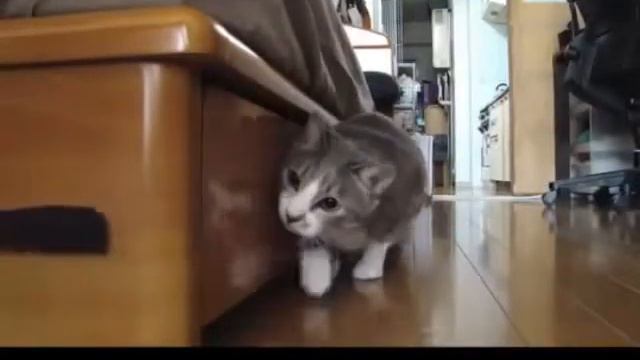 Прикольне животные. Смешные кошки! Посмотри интересно!
