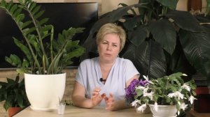 ЭТОТ ЦВЕТОК ДОЛЖЕН БЫТЬ В КАЖДОМ ДОМЕ! ПРЕКРАСНЫЙ И НЕПРИХОТЛИВЫЙ ЗАМИОКУЛЬКАС!