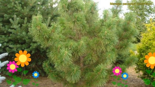 Сосна обыкновенная Табулиформис. Краткий обзор, описание характеристик pinus sylvestris Tabuliformi