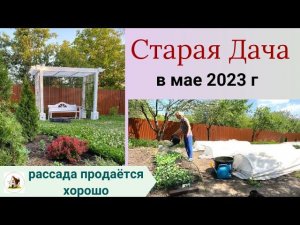 Рассада продаётся. Старая Дача в мае 2023 г.