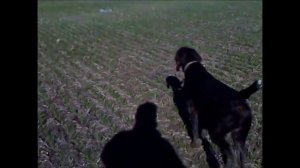 натаска дратхаара по кролику (стойка, потяжка, исполнение команды лежать)