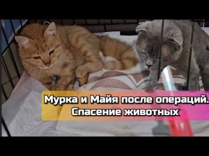 Мурка и Майя, как самочувствие этих двух бездомных кошек после операций_ Верновцы-спасение животных