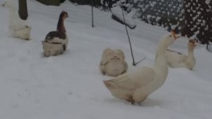 снег валом #гуси#спаривание гусака !в????