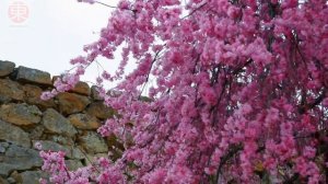 САМЫЙ КРАСИВЫЙ ЗАМОК В ЯПОНИИ – ХИМЭДЗИ! Замок Химэдзи, Замок Осака, Сакура и Наш Отель в Осака.