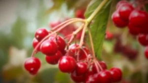 `РАСТЕТ, РАСТЕТ КАЛИНА   КЛАССНАЯ ПЕСНЯ!!